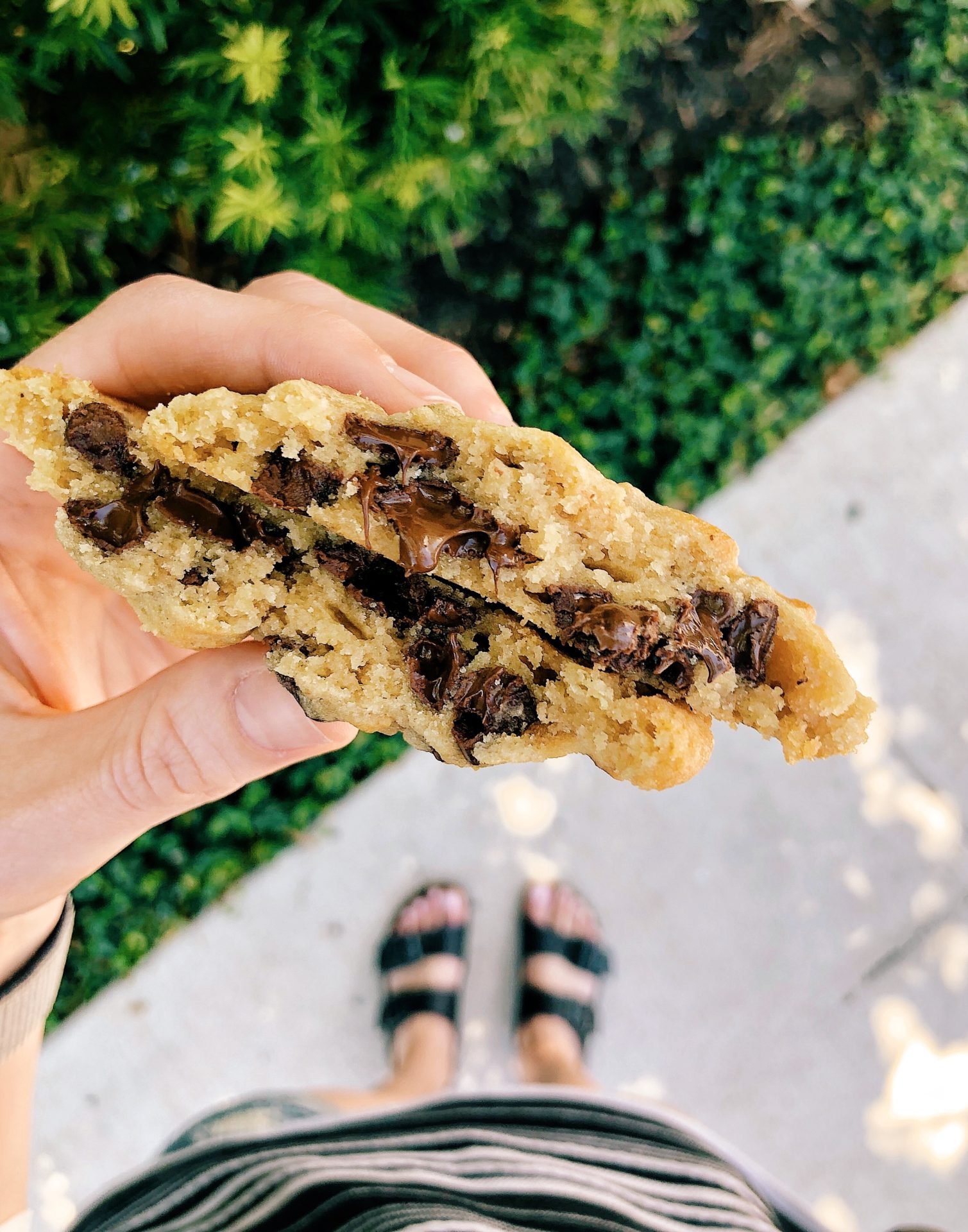 tiny boxwood's cookies