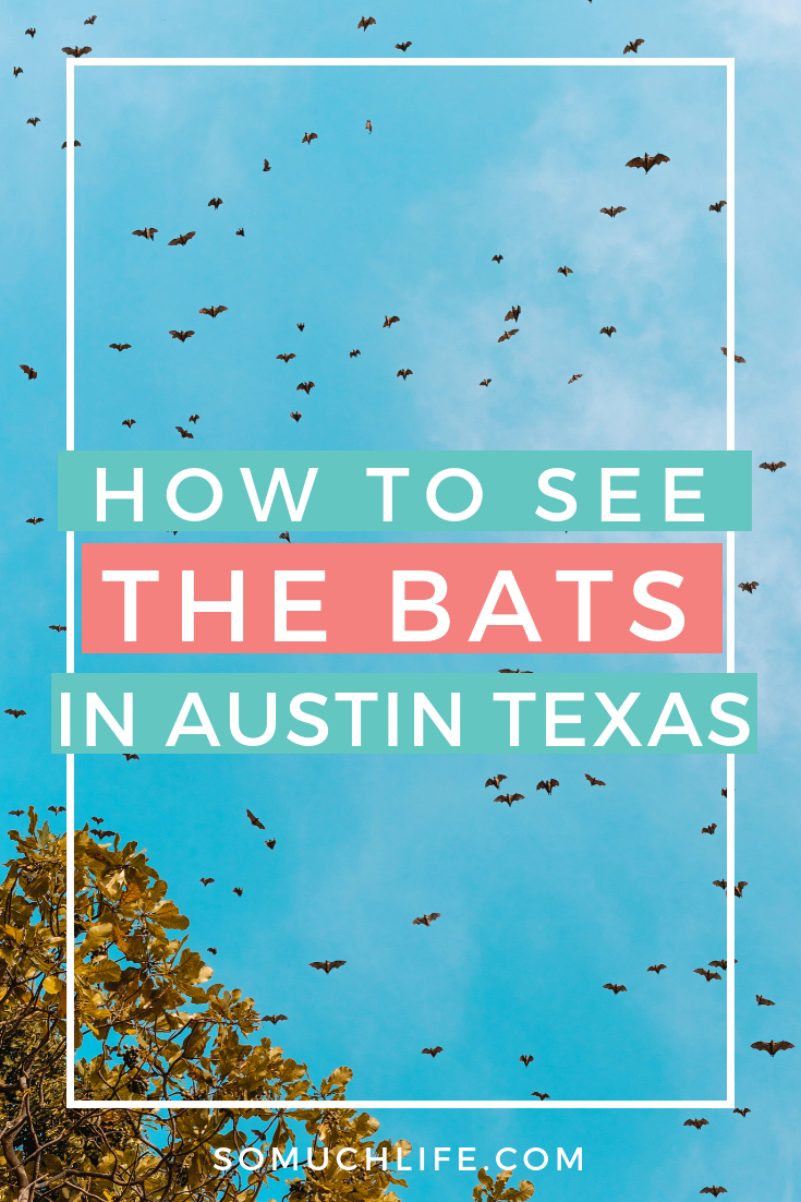 How to see the bats in Austin Texas