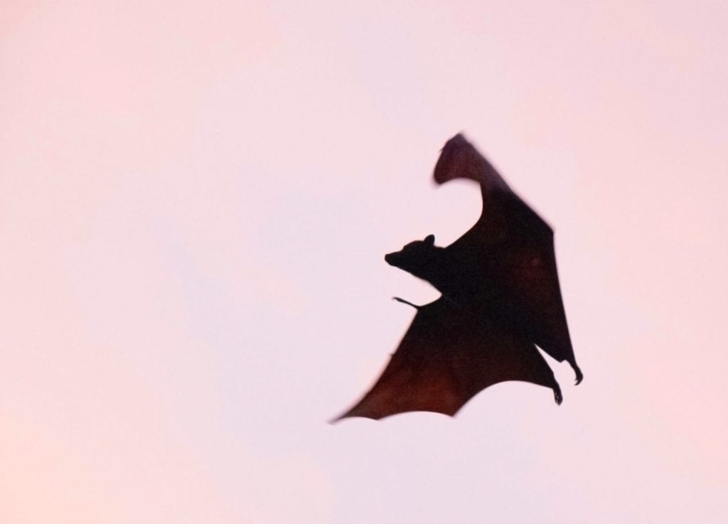 How to see the bats in Austin
