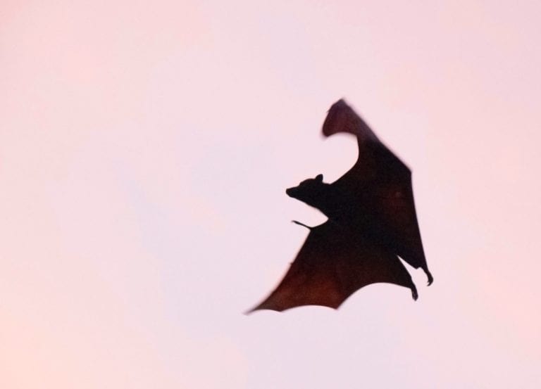 How To See The Bats in Austin So Much Life