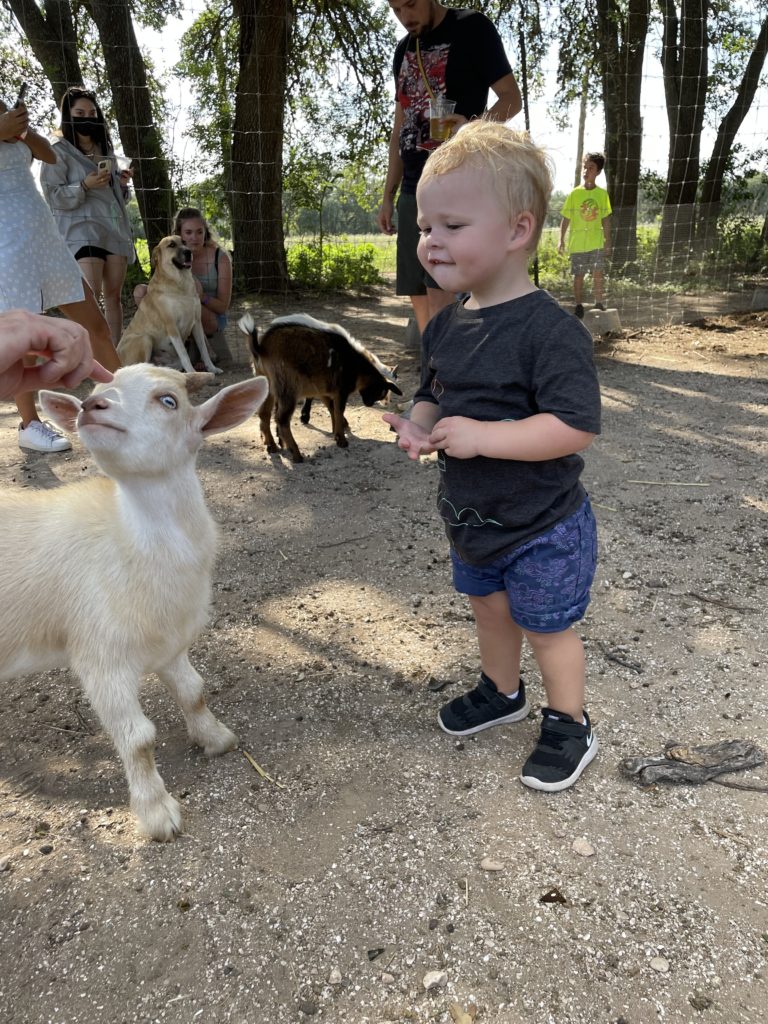 Milo seeing the Jester King goats