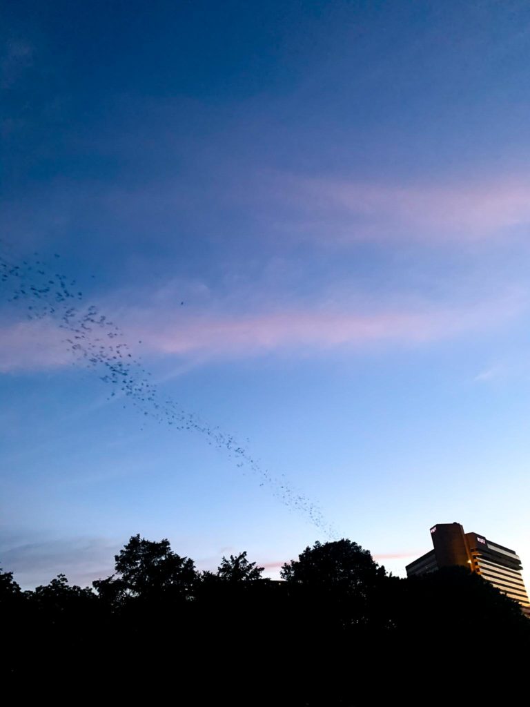the bats in Austin on congress bridge