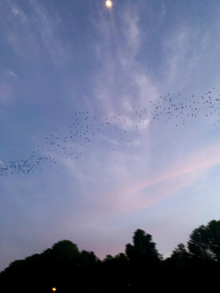 the bats in Austin
